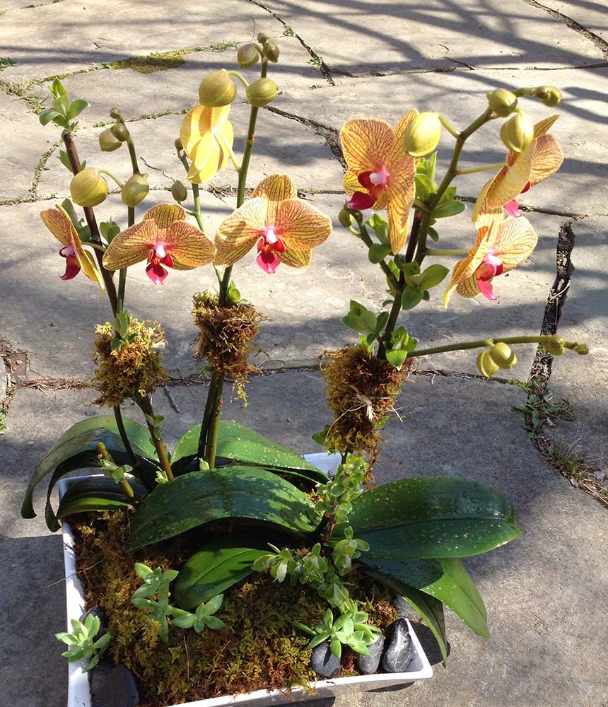 Gifts & Arrangements